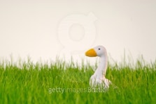 Goose V 이미지 (93744463) - 게티이미지뱅크 Goose V