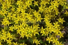 Yellow flowers of biting stonecrop 이미지 (172240595) - 게티이미지뱅크 Yellow flowers of biting stonecrop