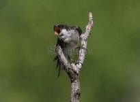 American Tree Swallow Hollering 이미지 (125565230) - 게티이미지뱅크 American Tree Swallow Hollering