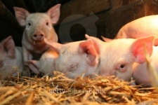 Seven pigs 이미지 (144807628) - 게티이미지뱅크 Seven pigs