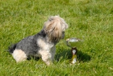 Top dog 이미지 (91289505) - 게티이미지뱅크 Top dog