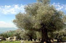 Old Olive Trees 이미지 (92129402) - 게티이미지뱅크 Old Olive Trees