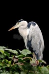 Gray Heron 이미지 (89339396) - 게티이미지뱅크 Gray Heron