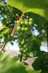 Bunch of green grape 이미지 (91363180) - 게티이미지뱅크 Bunch of green grape