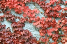 Red Leaf Vines 4 이미지 (144320229) - 게티이미지뱅크 Red Leaf Vines 4