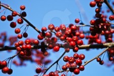 Red Berries, Blue Sky 이미지 (91361314) - 게티이미지뱅크 Red Berries, Blue Sky