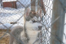 young Husky 이미지 (140465001) - 게티이미지뱅크 young Husky