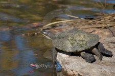 Penny Turtle by the Pond 이미지 (144337825) - 게티이미지뱅크 Penny Turtle by the Pond