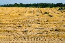 Wheat Harvested 이미지 (91380169) - 게티이미지뱅크 Wheat Harvested