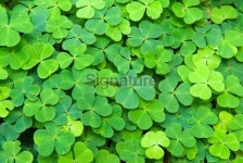 Flower Bed of (lucky) Clover 이미지 (172274677) - 게티이미지뱅크 Flower Bed of (lucky) Clover