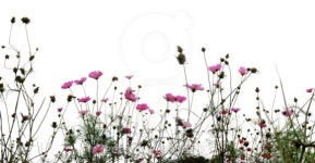 Forest of Flowers 이미지 (99257593) - 게티이미지뱅크 Forest of Flowers
