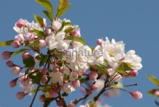 Apple Blossom 이미지 (172639226) - 게티이미지뱅크 Apple Blossom