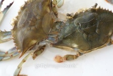Blue crab shedding and becoming soft 이미지 (144294712) - 게티이미지뱅크 Blue crab shedding and becoming soft