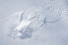 Wing traces on the snow. 이미지 (110960567) - 게티이미지뱅크 Wing traces on the snow.
