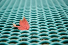 The Last Leaf 이미지 (93812833) - 게티이미지뱅크 The Last Leaf