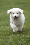 Great Pyrenees puppy 이미지 (172171778) - 게티이미지뱅크 Great Pyrenees puppy