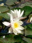 Water lillies 이미지 (94002195) - 게티이미지뱅크 Water lillies