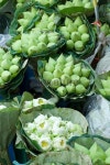 Lotus Bouquets 이미지 (172425677) - 게티이미지뱅크 Lotus Bouquets
