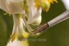 lemon tree. pollen - in vitro 이미지 (169256410) - 게티이미지뱅크 lemon tree. pollen - in vitro