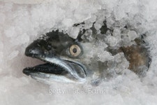 Iced Fish -- Ready to Broil 이미지 (147269015) - 게티이미지뱅크 Iced Fish -- Ready to Broil