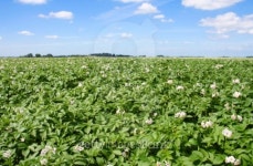 Potato Field 이미지 (89902047) - 게티이미지뱅크 Potato Field