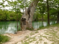 Holly Trunk! 이미지 (91226086) - 게티이미지뱅크 Holly Trunk!