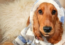 Hoodie In The House 이미지 (99225891) - 게티이미지뱅크 Hoodie In The House