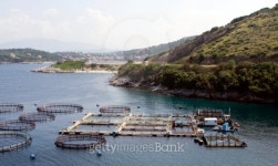 fish farm 이미지 (144969858) - 게티이미지뱅크 fish farm