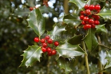 Holly Bush with berries (Ilex Aquifolium) 이미지 (172277828) - 게티이미지뱅크 Holly Bush with berries (Ilex Aquifolium)