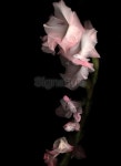 Pink Gladiola 이미지 (91199784) - 게티이미지뱅크 Pink Gladiola