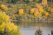 Rowing on South Saskatchewan River in Saskatoon 이미지 (89348603) - 게티이미지뱅크 Rowing on South Saskatchewan River in... 