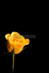 Yellow Rose on Black 이미지 (91322555) - 게티이미지뱅크 Yellow Rose on Black