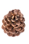 Pine Cone 이미지 (101693114) - 게티이미지뱅크 Pine Cone