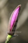 Magnolia bud 이미지 (99177056) - 게티이미지뱅크 Magnolia bud