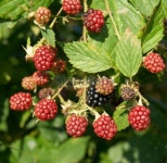 Wild Blackberries (Rubus fruticosus) 3 이미지 (91429458) - 게티이미지뱅크 Wild Blackberries (Rubus fruticosus) 3