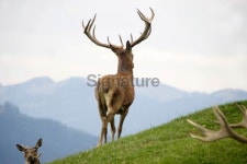 the king 이미지 (172336033) - 게티이미지뱅크 the king