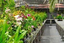 Orchid Farm 이미지 (172296913) - 게티이미지뱅크 Orchid Farm