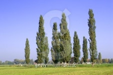Poplars 이미지 (144362983) - 게티이미지뱅크 Poplars