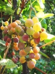 Bunch of grapes 이미지 (144346078) - 게티이미지뱅크 Bunch of grapes
