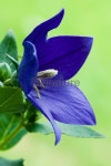 블루캠이엔티(Blue Cam Ent) | Blue Campanula 이미지 (136980988) - 게티이미지뱅크 Blue Campanula