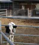 Baby Cow in his Pen 이미지 (104639729) - 게티이미지뱅크 Baby Cow in his Pen