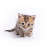 Kitten 이미지 (89335417) - 게티이미지뱅크 Kitten