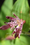 Toad Lily 이미지 (90092393) - 게티이미지뱅크 Toad Lily