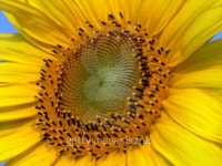 Indian Sunflower Abstract 이미지 (95408502) - 게티이미지뱅크 Indian Sunflower Abstract