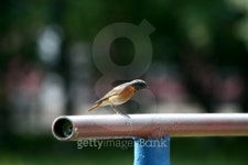 Redstart on gymnastic bars 이미지 (99194559) - 게티이미지뱅크 Redstart on gymnastic bars