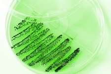 Biological Culture 이미지 (140473349) - 게티이미지뱅크 Biological Culture