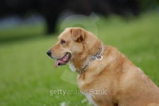 Good dog 이미지 (140466932) - 게티이미지뱅크 Good dog