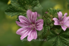 close-up of violet flower on green background 이미지 (99201140) - 게티이미지뱅크 close-up of violet flower on green background