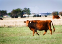 Cows in field 이미지 (128952894) - 게티이미지뱅크 Cows in field