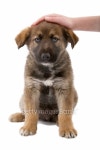 puppy dog enjoys being stroked  이미지 (144235455) - 게티이미지뱅크 puppy dog enjoys being stroked 